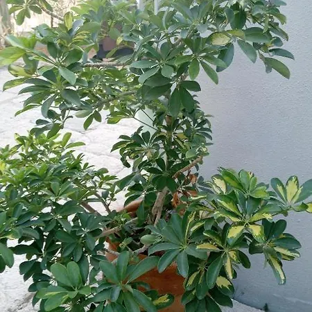 Apartmán Pardela