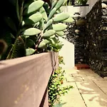 Pardela Daire *